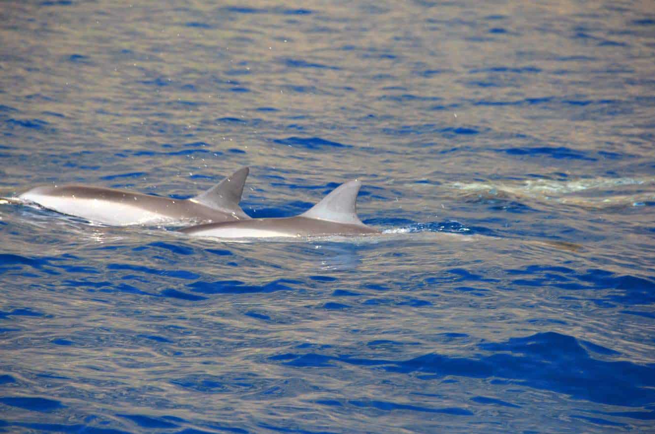 Two dolphin dorsal fins breaking the surface side by side