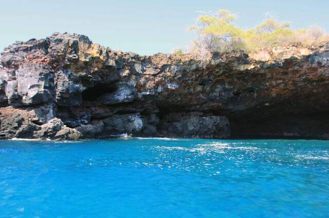 A sea cave opening with green shrubs growing along the cliff top