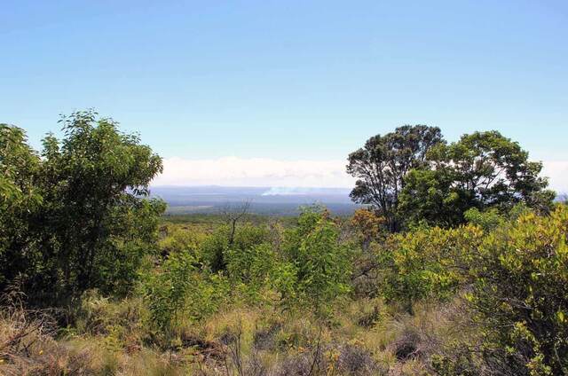 A view over shrubland toward smoke rising from Kilauea's crater in the distance