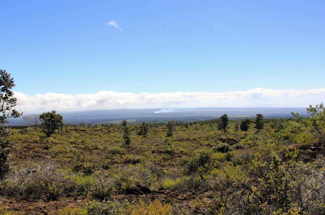 Sparse trees on the Mauna Loa Trail with smoke from the crater visible far below