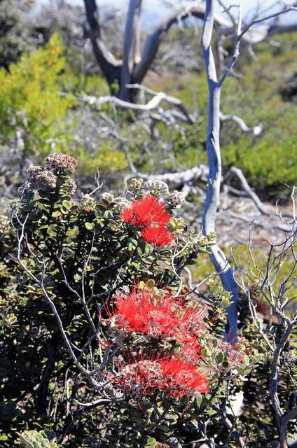Bright red 'ōhi'a lehua blossoms blooming among bare branches on the lava slopes