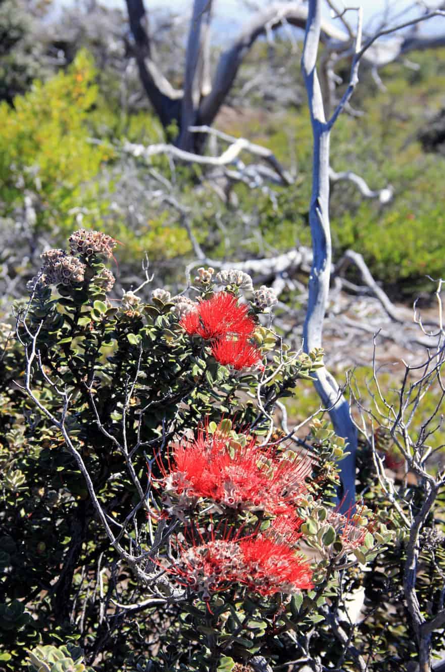 Bright red 'ōhi'a lehua blossoms blooming among bare branches on the lava slopes