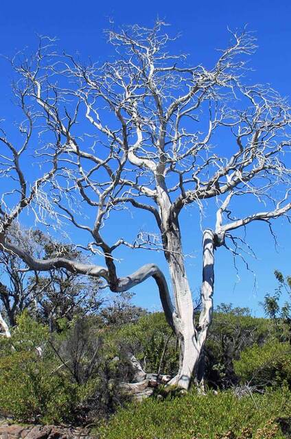 A bare, weathered tree with bleached white branches against a blue sky