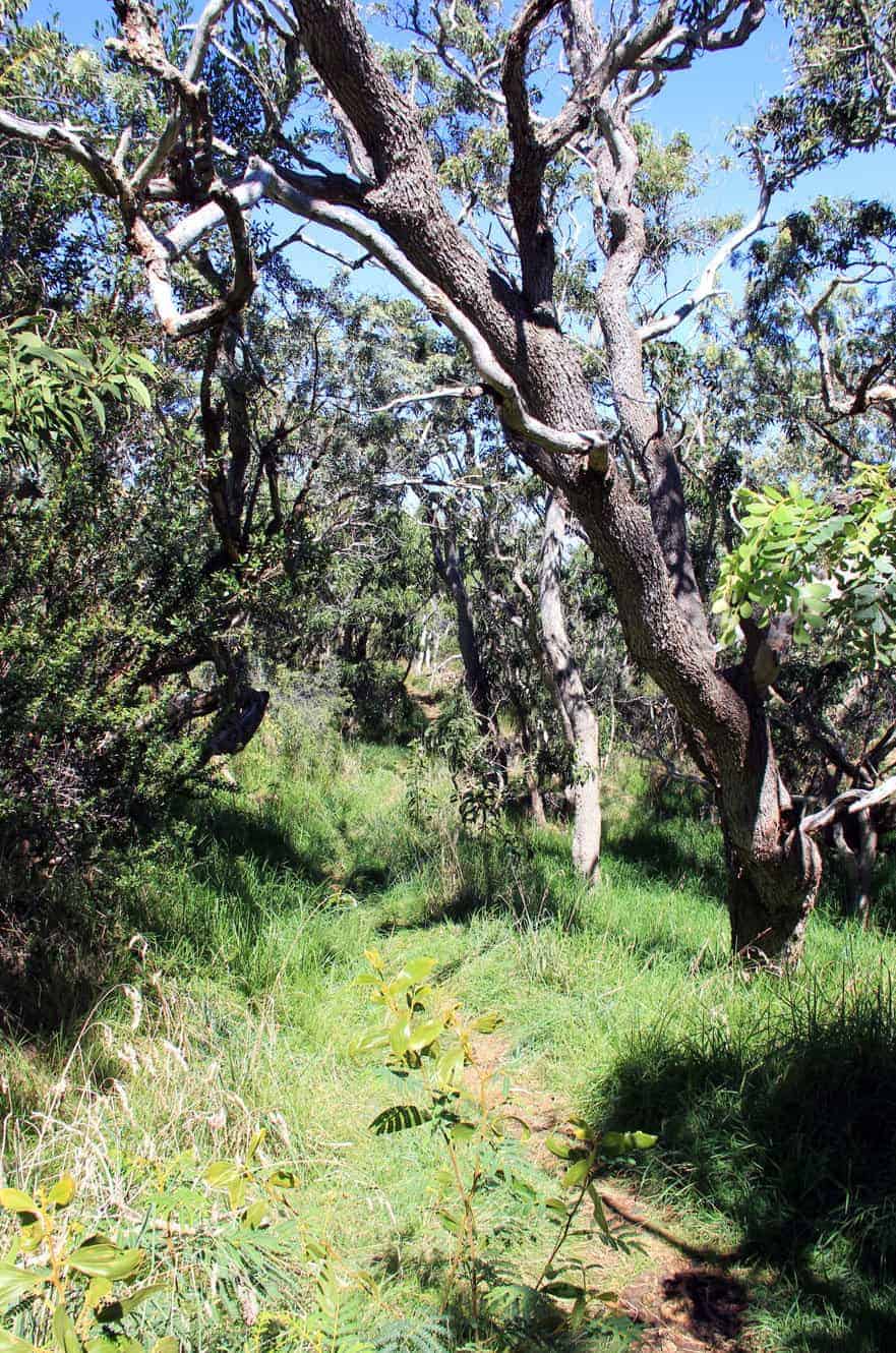A shaded forest trail through gnarled trees and green grass