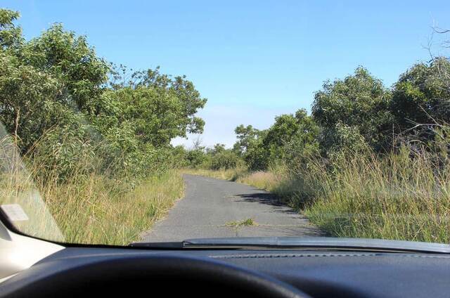 A narrow paved road through overgrown grass and trees, viewed through the car windshield