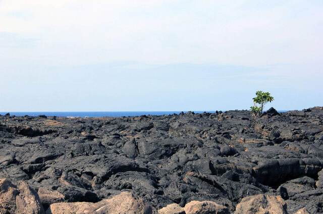A lone shrub growing from a black lava field along the coast, with the ocean in the distance