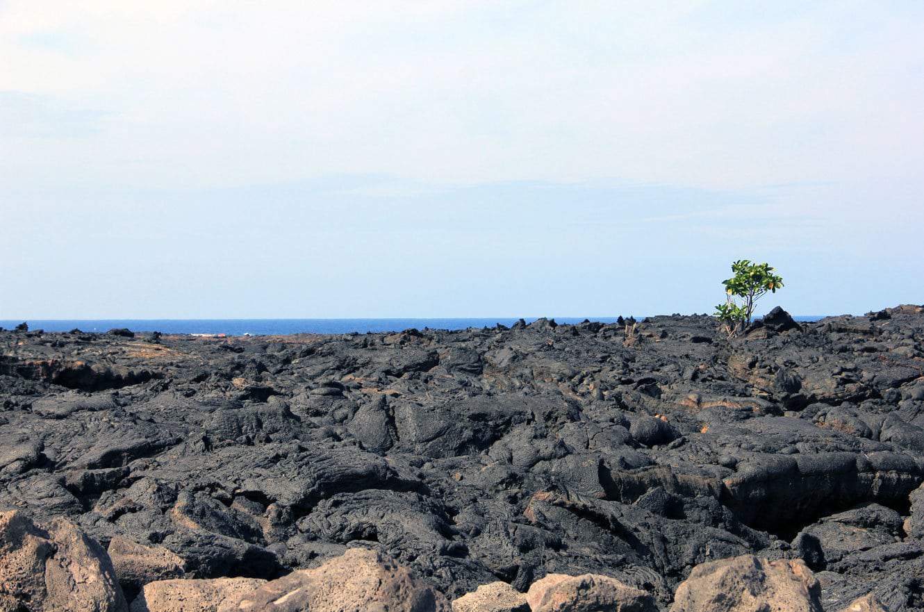 A lone shrub growing from a black lava field along the coast, with the ocean in the distance