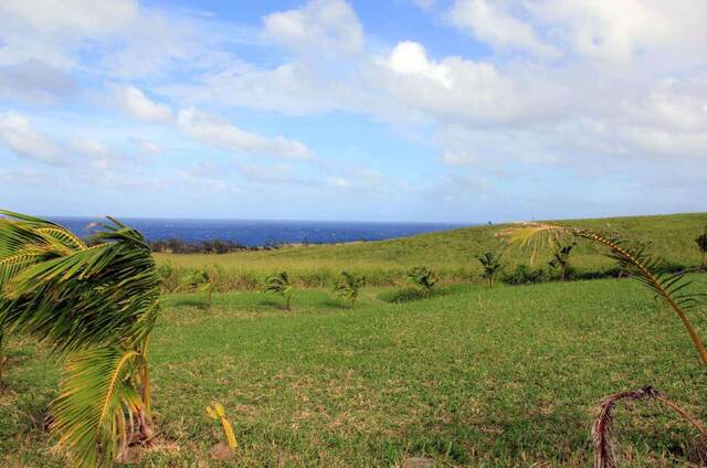 Wind-blown palm trees on a grassy hillside overlooking the ocean