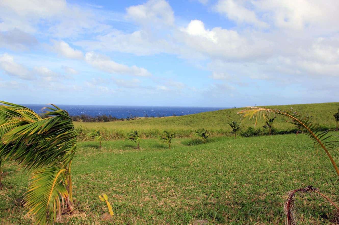 Wind-blown palm trees on a grassy hillside overlooking the ocean