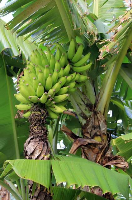 A bunch of green bananas growing on a banana tree
