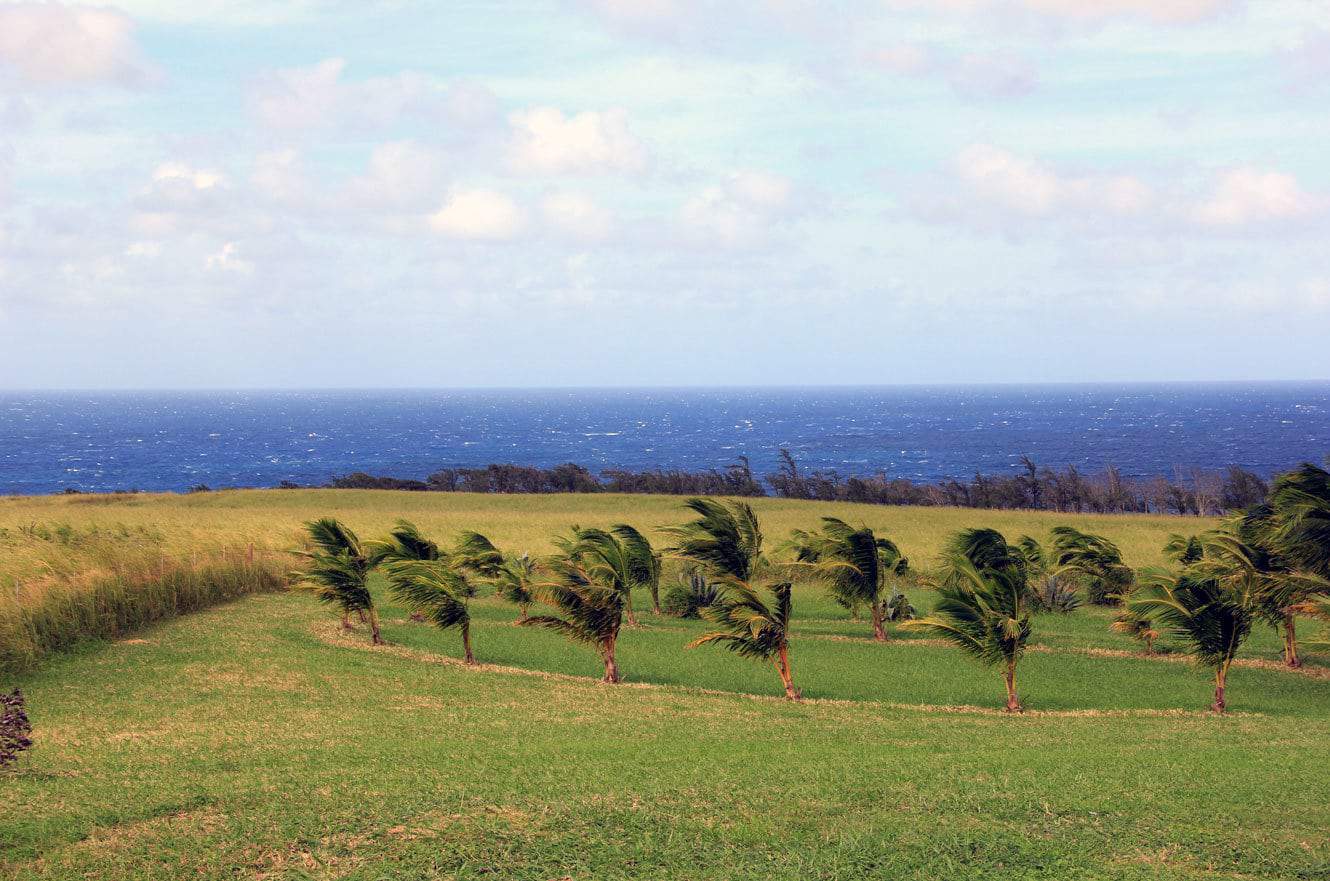 Windswept palm trees in a grassy field overlooking the deep blue ocean