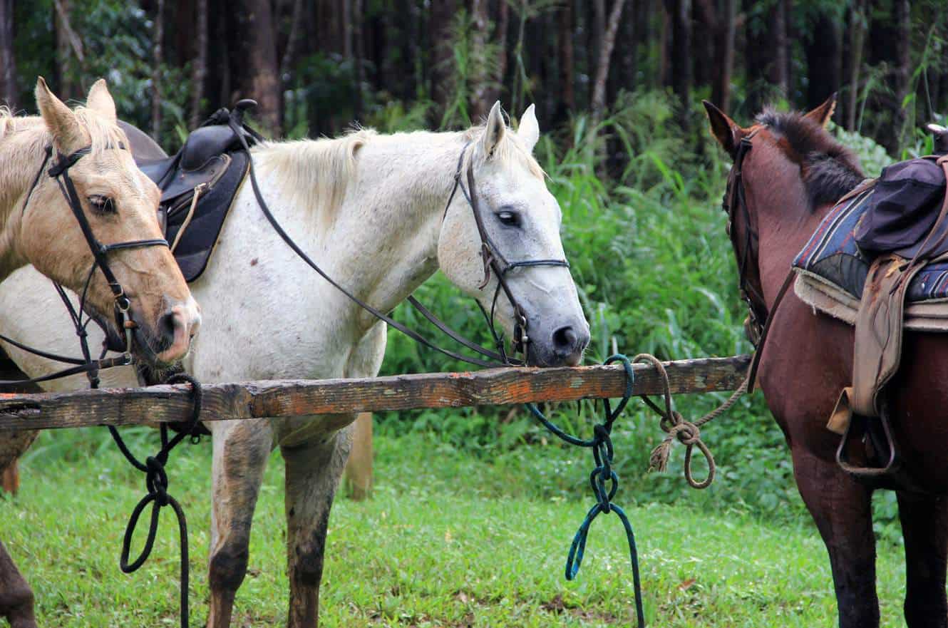 Three horses tied to a hitching rail along the horseback riding trail