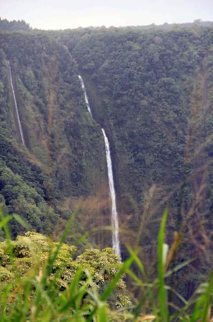 A pair of waterfalls cascading down the forested cliffs of the Waipio Valley, seen through tall grass