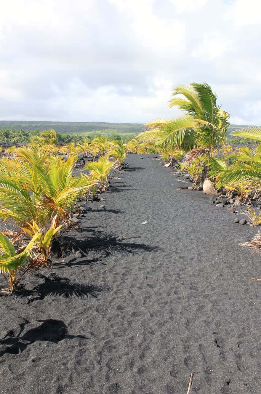 New palm trees planted along a black sand path at Kaimu Black Sand Beach