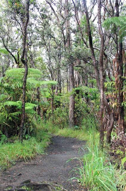 A path through lush fern and tree rainforest along the Kilauea Iki trail