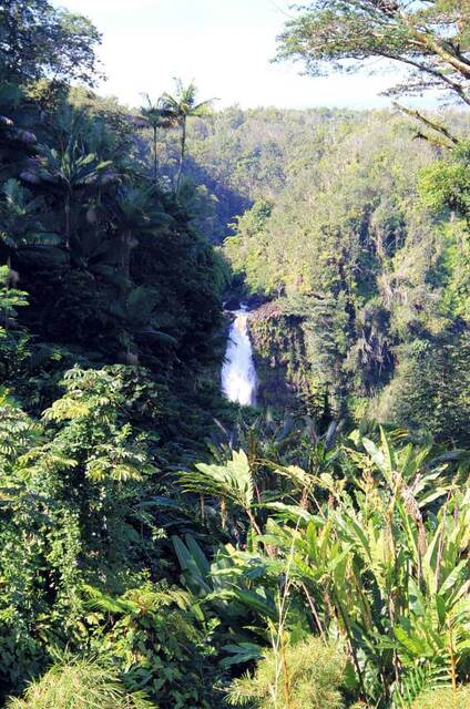 Kahuna Falls dropping through a lush rainforest valley