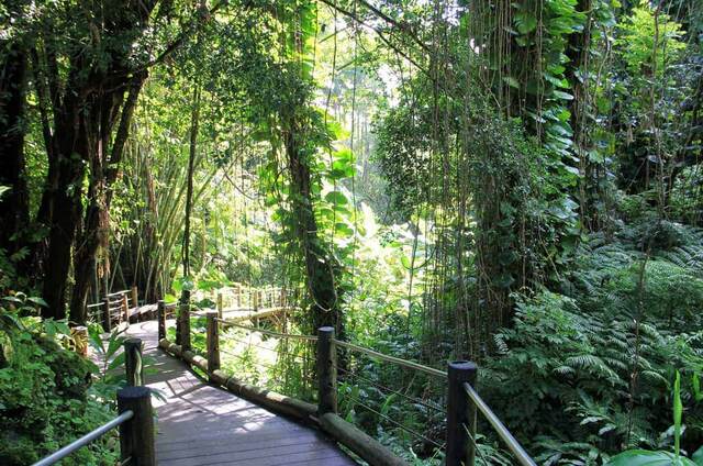 A boardwalk trail winding through vines and dense jungle foliage