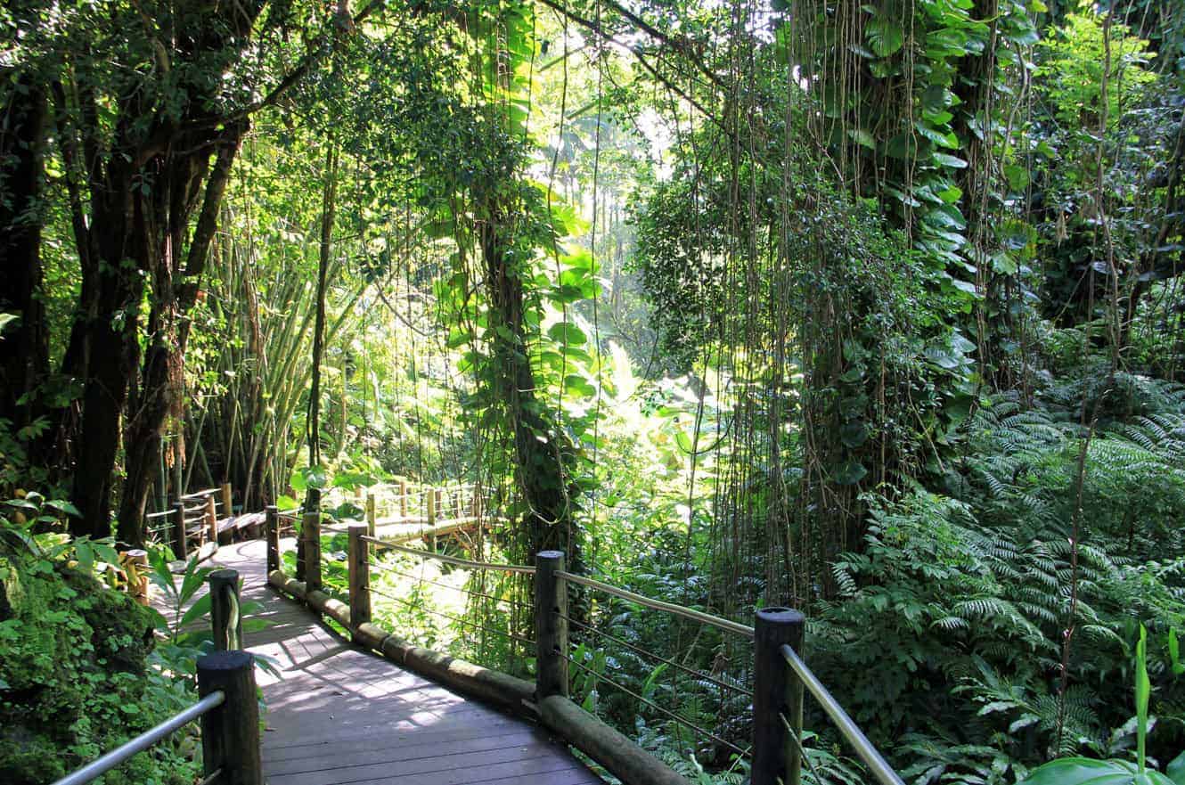 A boardwalk trail winding through vines and dense jungle foliage