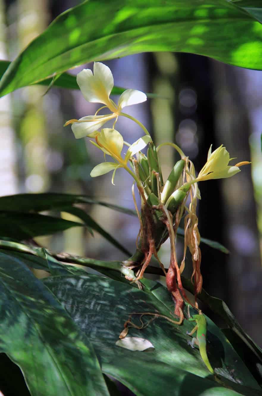 White and yellow wild ginger flowers with a small gecko hidden among the leaves below