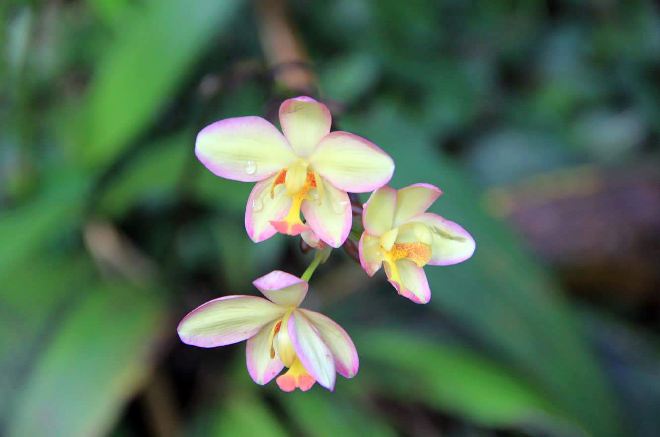 Pale yellow and pink orchids with water droplets