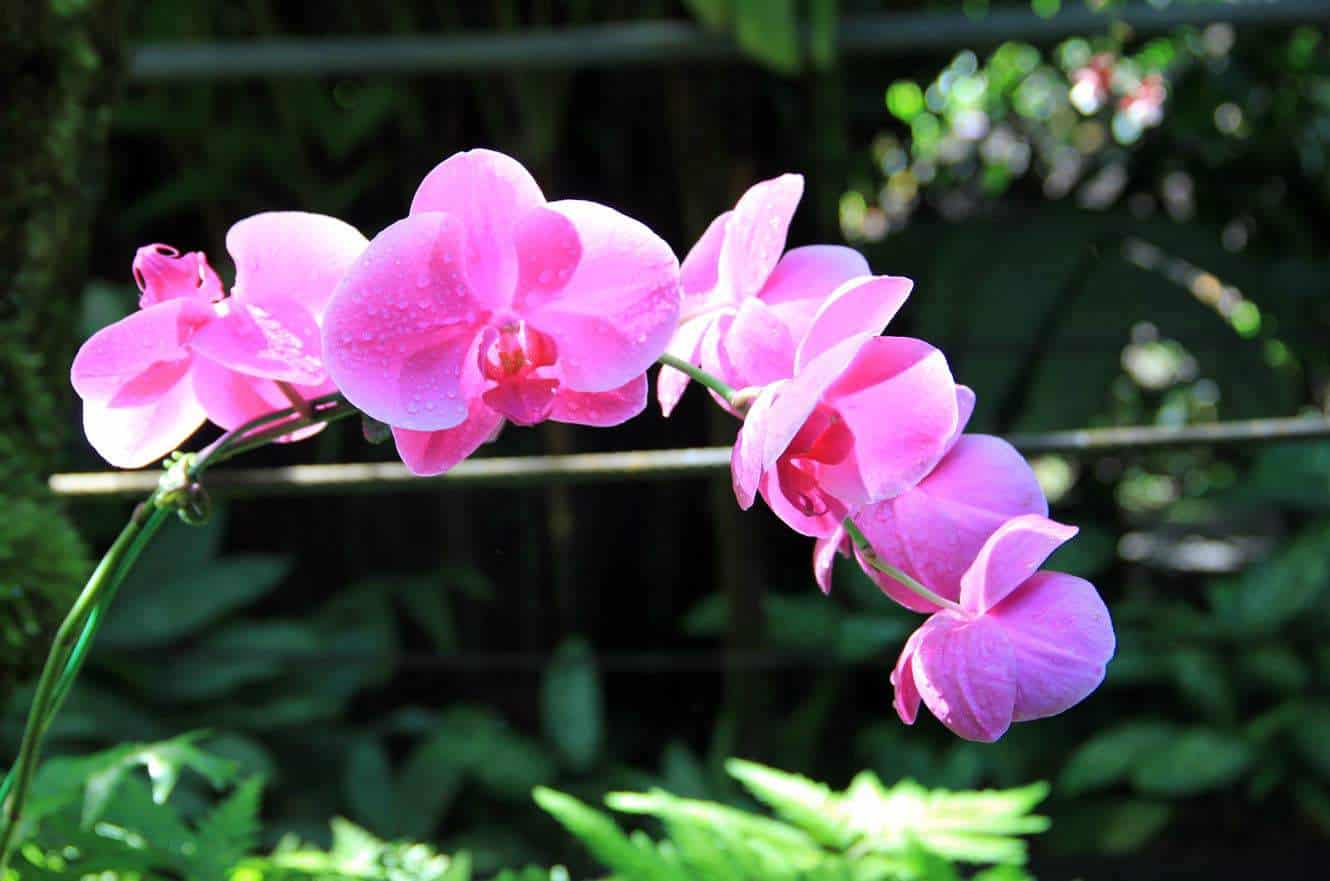 Bright pink orchid blossoms on an arching stem