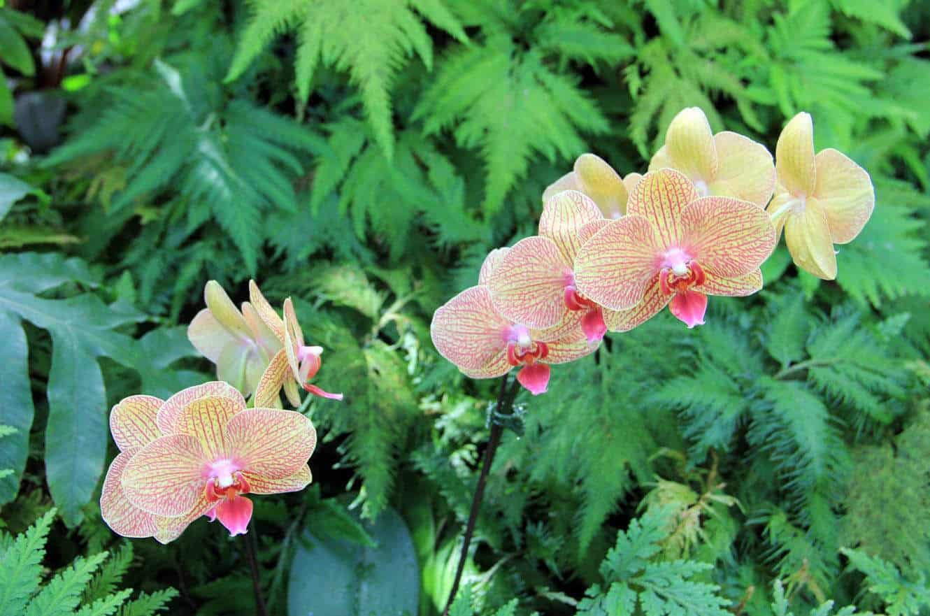 Yellow and pink speckled orchids among ferns