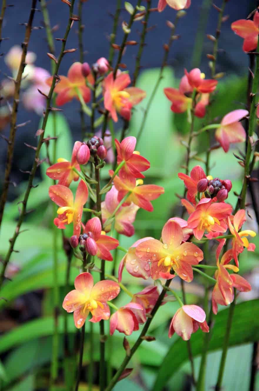 Orange and pink spider orchids covered in raindrops
