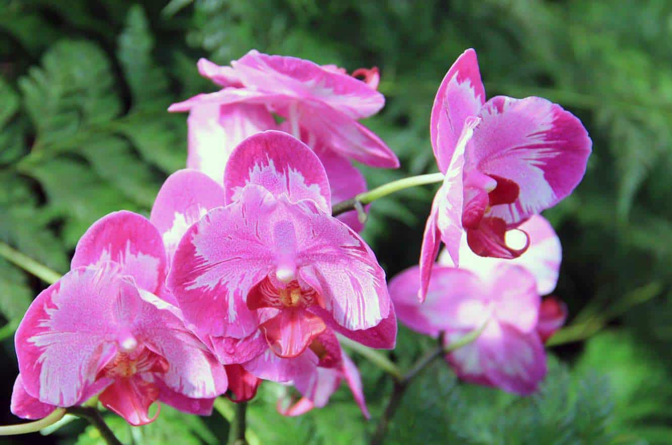 Pink and white patterned orchid blossoms