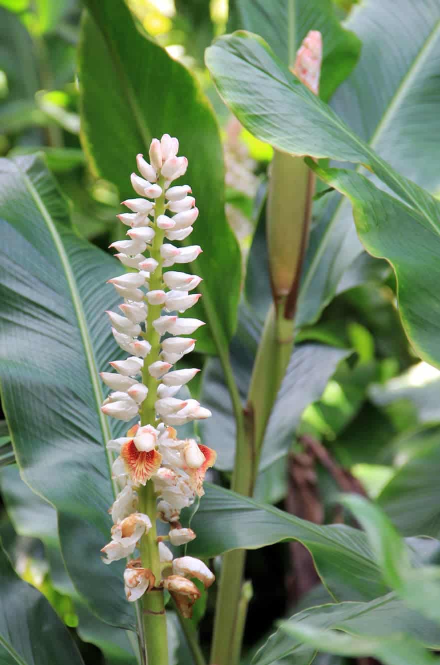 A tall spike of white ginger buds and blossoms