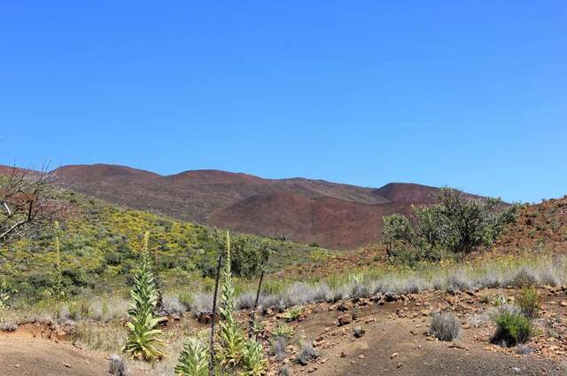 A view of Mauna Kea's slopes with yellow wildflowers and shrubs in the foreground