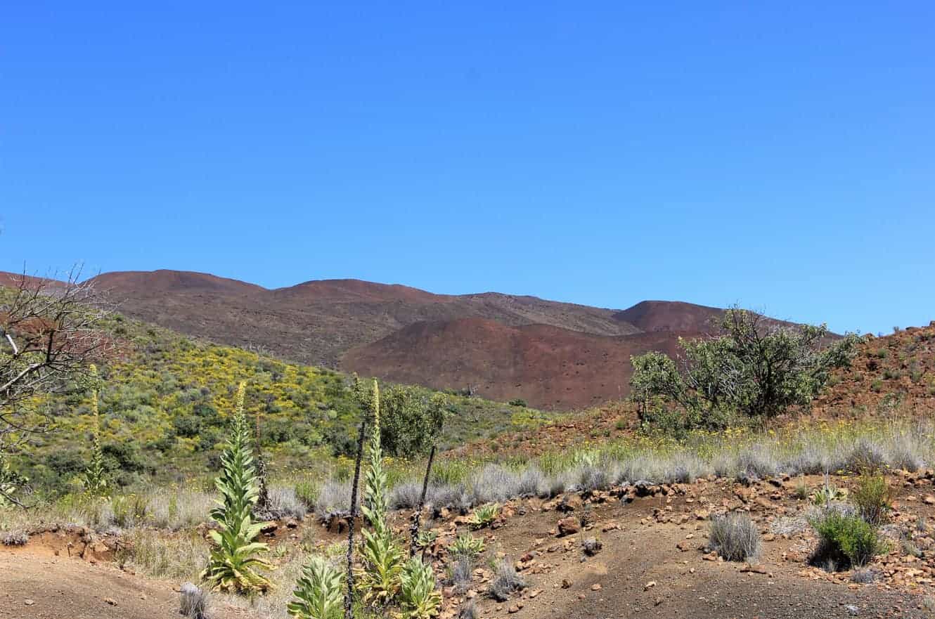A view of Mauna Kea's slopes with yellow wildflowers and shrubs in the foreground