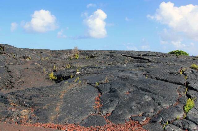 A hardened black lava rock field with new plant growth pushing through the cracks