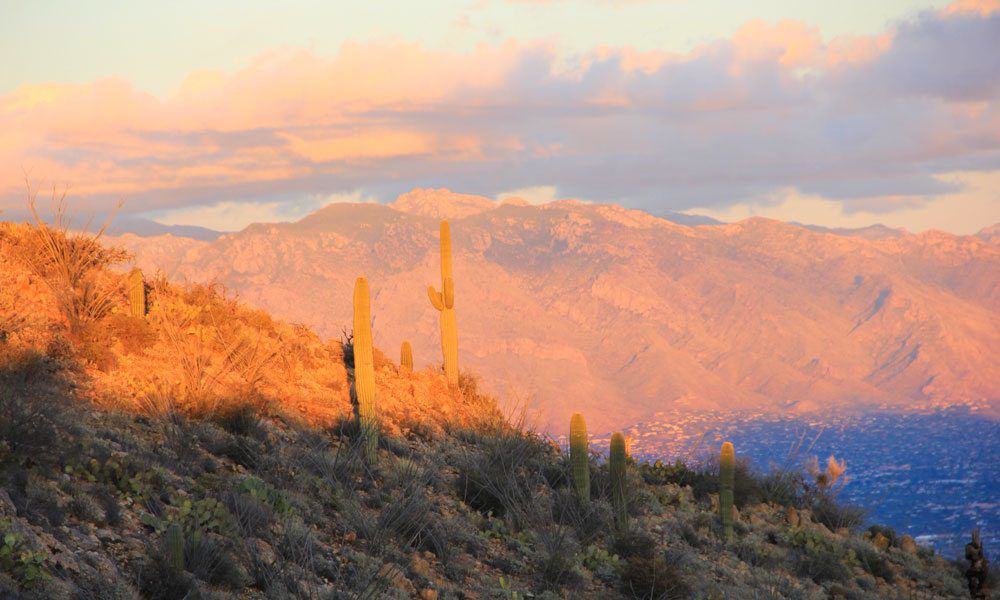 Saguaro cactus on the hillside lit by golden sunset light, with the mountains and Tucson below
