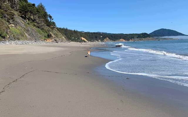 Teddy walking along an empty sandy beach with forested cliffs and a foggy headland beyond