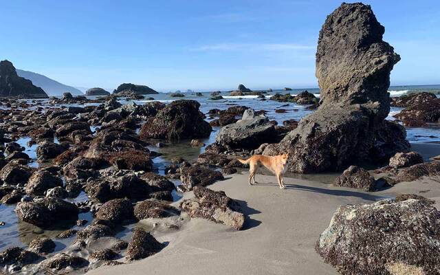 Teddy standing among large barnacle-covered rocks near a tall sea stack at low tide