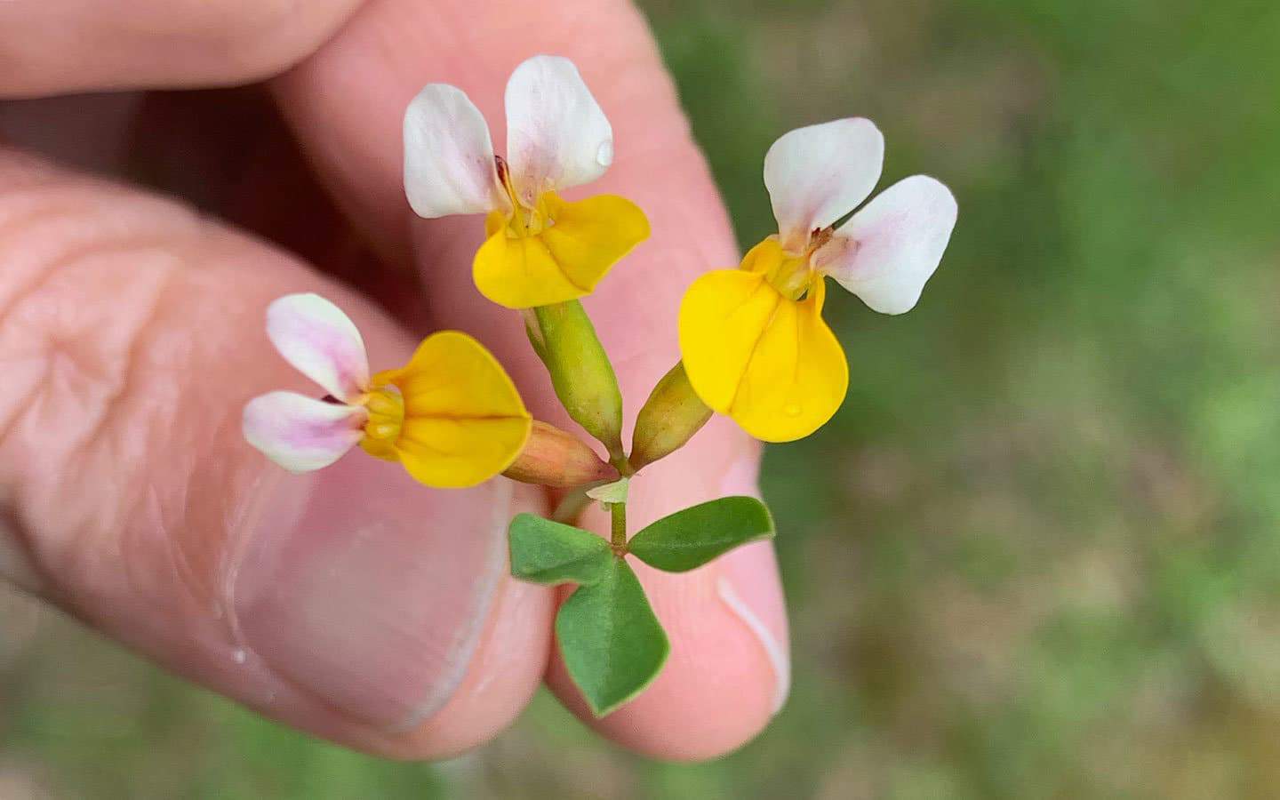 A close-up of tiny yellow and white wildflowers held between two fingers