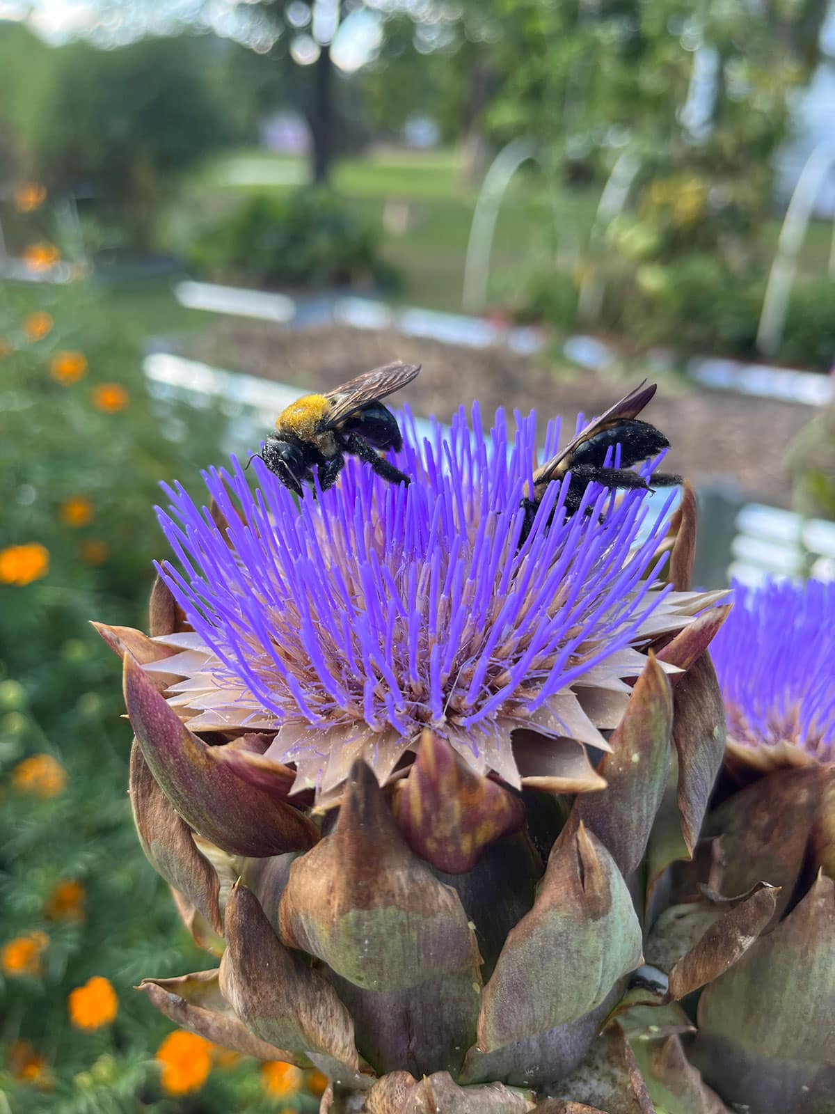 Two bumblebees pollinating a purple artichoke flower in the garden