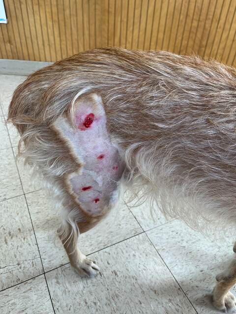 Teddy's shaved and bandaged hip at the vet after being bitten