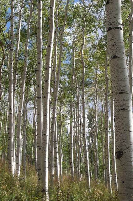 Tall white-barked aspen trunks with a leafy green canopy against the sky
