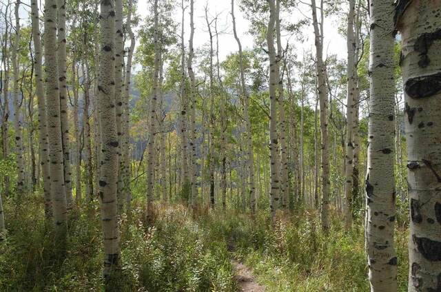 A dirt trail winding through a dense grove of aspen trees in late-summer light