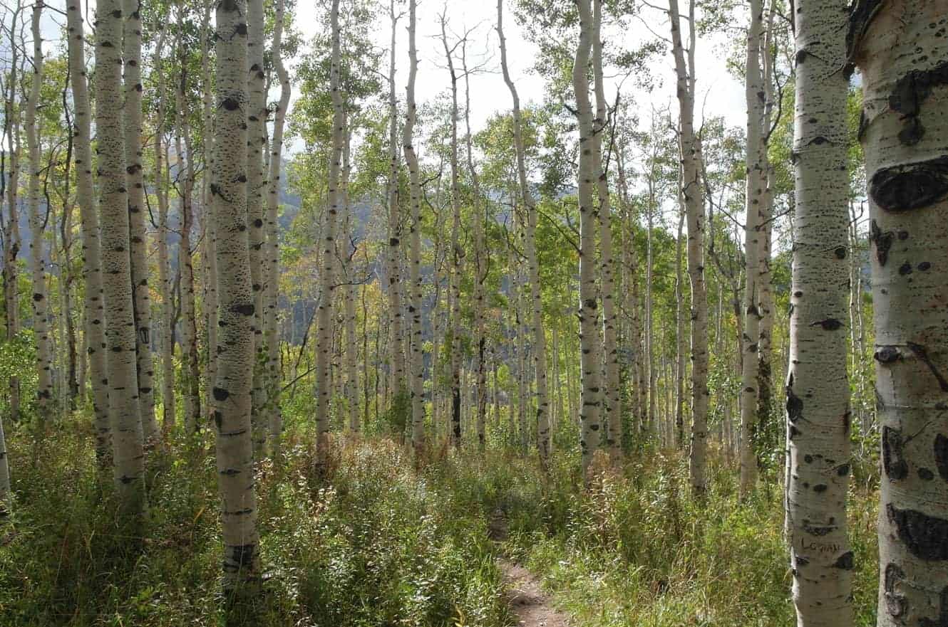 A dirt trail winding through a dense grove of aspen trees in late-summer light