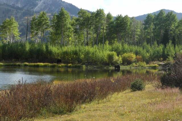 Two moose standing in shallow water near a pond, surrounded by aspen and brush turning shades of red and gold