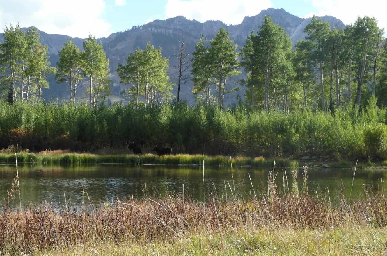 Two moose grazing along the far shore of a calm pond, framed by aspen trees and a rugged mountain ridge