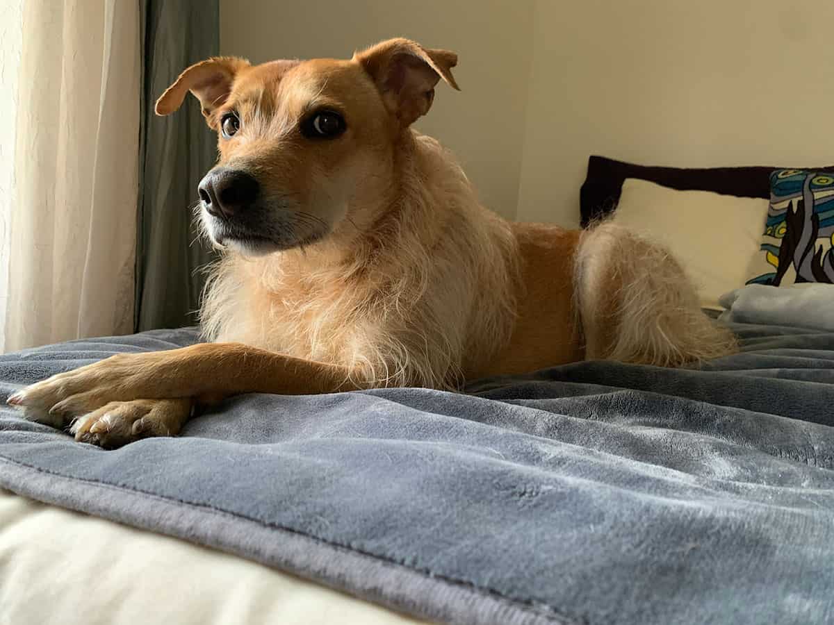 Teddy lying on a gray blanket with his ears perked up, looking off to the side after a bath