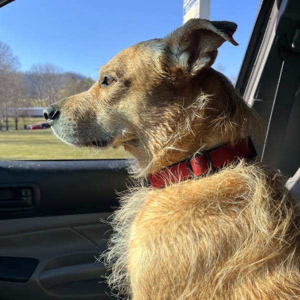 Teddy the dog looking out a car window